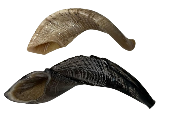 Horn Shofar
